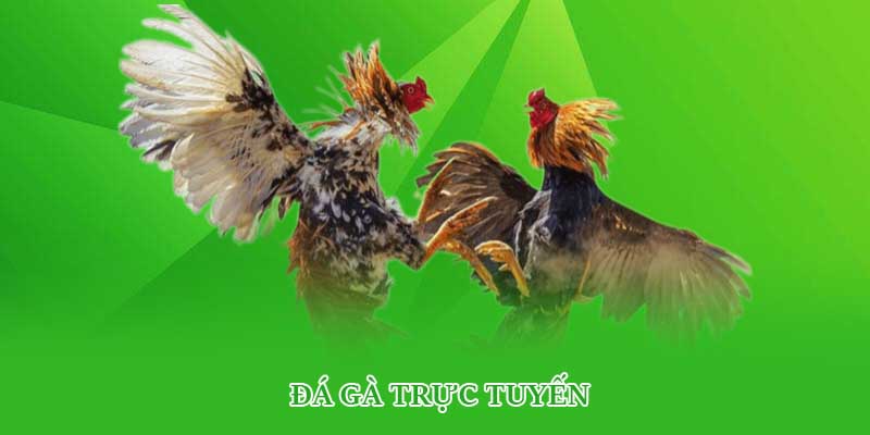 Đá gà trực tuyến